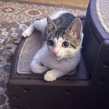 Josie -  Tabby Cat for Adoption in New York, New York - Josie | PetCurious