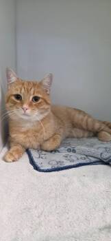 Toxou -  Domestic Short Hair Cat for Adoption in Delson, Quebec - Toxou | PetCurious