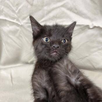 Domestic Short Hair Cats Available for Adoption in Lyndhurst, Virginia - SVAS-Stray-38670 | PetCurious