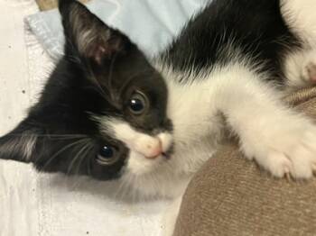 Rescue Domestic Short Hair Cats for Adoption in Fort Worth, Texas - Christine McVie (pre Adopt) | PetCurious