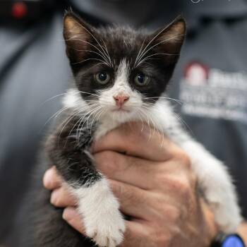 PANDA-30947 -  Domestic Short Hair Cat for Adoption in Memphis, Tennessee - PANDA-30947 | PetCurious