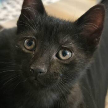 Domestic Short Hair Cats Available for Adoption - Ross - A Gentle, Snuggly & Happy! | PetCurious