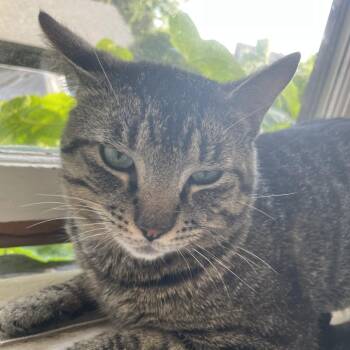 Astro -  Domestic Short Hair Cat Available for Adoption in Abbotsford, British Columbia - Astro | PetCurious