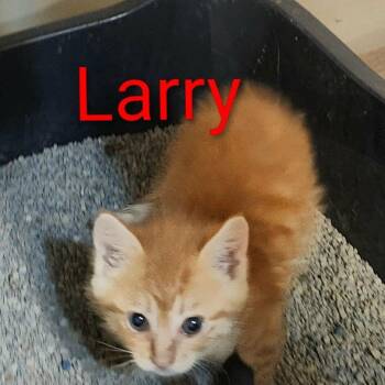 Domestic Short Hair Cats Available for Adoption in Madison, Wisconsin - Larry | PetCurious