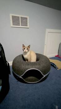 Posh -  Siamese Cat for Adoption in Delran, New Jersey - Posh | PetCurious