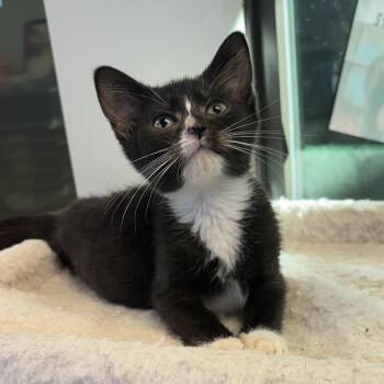 Heather -  Domestic Short Hair Cat for Adoption in Liberty, Missouri - Heather | PetCurious