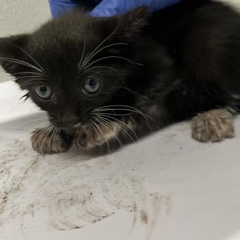 Domestic Short Hair Cats Available for Adoption in Tampa, Florida - Morty | PetCurious