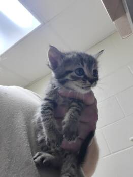 Rescue Tabby Cats for Adoption in Nacogdoches, Texas - Mirage | PetCurious