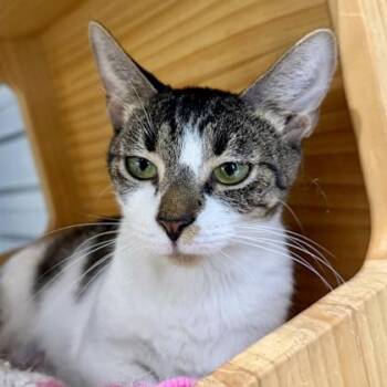 Lily P -  Domestic Short Hair Cat for Adoption in Atlanta, Georgia - Lily P | PetCurious