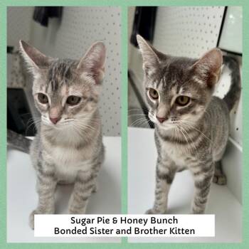 Rescue Domestic Short Hair Cats for Adoption in Mokena, Illinois - Sugar Pie And Honey Bunch | PetCurious