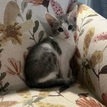 Meowssi -  Domestic Short Hair Cat for Adoption in Valdosta, Georgia - Meowssi | PetCurious