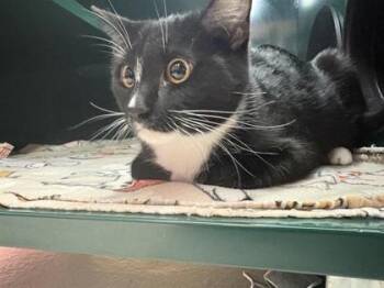 Domestic Short Hair Cats Available for Adoption in El Paso, Texas - Peach* | PetCurious