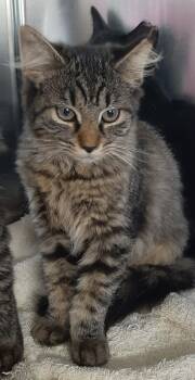 Lynx -  Maine Coon and Domestic Medium Hair Cat for Adoption in Georgetown, Ohio - Lynx | PetCurious