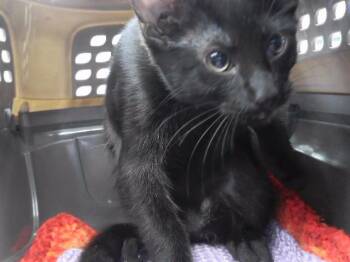 EVERYTHING NICE -  Domestic Short Hair Cat for Adoption in Omaha, Nebraska - EVERYTHING NICE | PetCurious