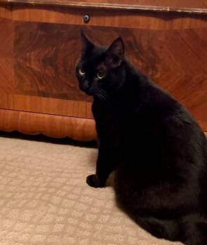 Shadow -  Domestic Short Hair Cat for Adoption in Edmonton, Alberta - Shadow | PetCurious