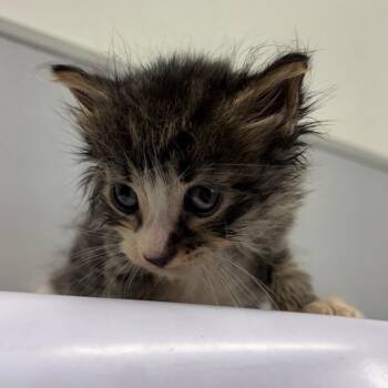 Lester -  Domestic Long Hair Cat for Adoption in Tampa, Florida - Lester | PetCurious