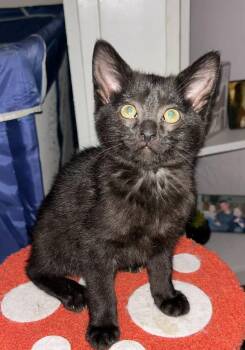 Bopeep -  Domestic Short Hair Cat for Adoption in Fremont, Ohio - Bopeep | PetCurious