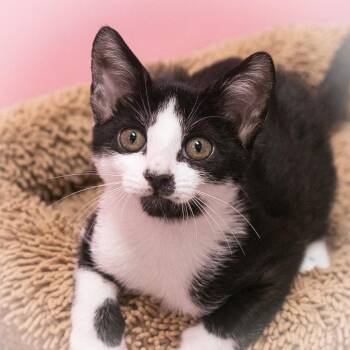 Tutu -  Domestic Short Hair Cat for Adoption in St. Augustine, Florida - Tutu | PetCurious