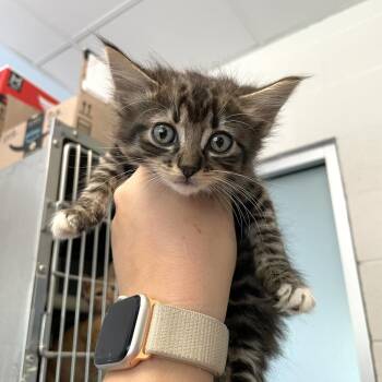 Mandible -  Domestic Short Hair Cat for Adoption in Carencro, Louisiana - Mandible | PetCurious