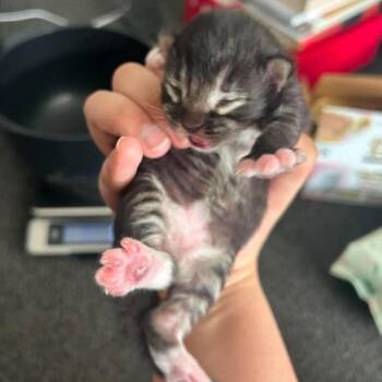 Trawler -  Domestic Short Hair Cat for Adoption in Nampa, Idaho - Trawler | PetCurious