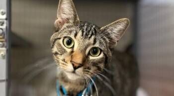 Rescue Domestic Short Hair Cats for Adoption in Houston, Texas - Johnny | PetCurious
