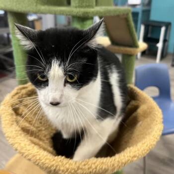 Domestic Short Hair Cats Available for Adoption in St. Louis, Missouri - Varian | PetCurious