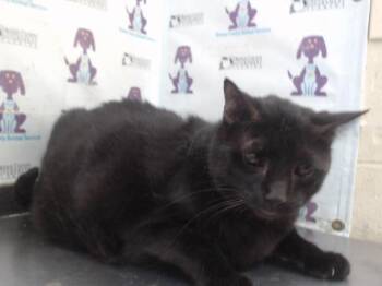 BABY GEORGE -  Domestic Short Hair Cat for Adoption in Orlando, Florida - BABY GEORGE | PetCurious