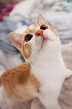 Domestic Short Hair Cats Available for Adoption - Dreamsicles | PetCurious