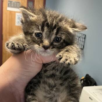 Domestic Short Hair Cats Available for Adoption - Biscuit | PetCurious