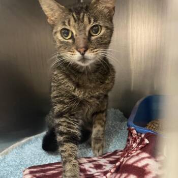 Domestic Short Hair Cats Available for Adoption in Port Charlotte, Florida - Crayola | PetCurious