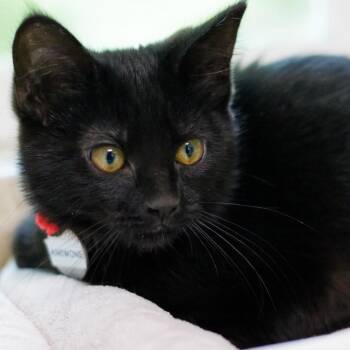 Anemone -  Domestic Short Hair Cat for Adoption in Hot Springs, Arkansas - Anemone | PetCurious