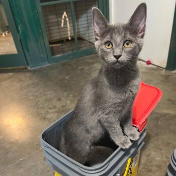 Chubbs -  Domestic Short Hair Cat for Adoption in Tulsa, Oklahoma - Chubbs | PetCurious