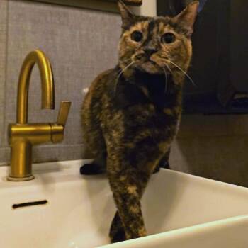 Callie AKA Pixel -  Domestic Short Hair Cat Available for Adoption - Callie AKA Pixel | PetCurious