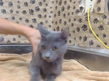 AUSTIN -  Domestic Short Hair Cat for Adoption in Sacramento, California - AUSTIN | PetCurious