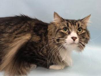 Mochi -  Domestic Medium Hair Cat for Adoption in Woodbury, Minnesota - Mochi | PetCurious