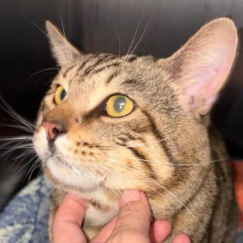 Frog (Stanley) -  Domestic Short Hair Cat for Adoption in Evensville, Tennessee - Frog (Stanley) | PetCurious