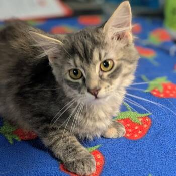 Serena -  Domestic Long Hair Cat for Adoption in Brighton, Missouri - Serena | PetCurious