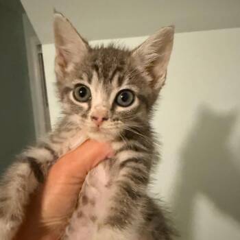 Nova (in Stevensville, MD) -  Domestic Short Hair Cat for Adoption - Nova (in Stevensville, MD) | PetCurious