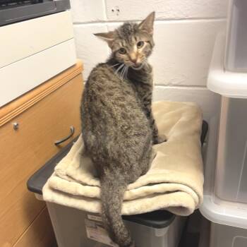 Griselda -  Domestic Short Hair Cat for Adoption in Albert Lea, Minnesota - Griselda | PetCurious