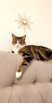 Winnie 0818 SP -  Domestic Short Hair Cat for Adoption - Winnie 0818 SP | PetCurious