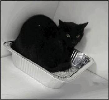 TIP TOES -  Domestic Short Hair Cat for Adoption in Albuquerque, New Mexico - TIP TOES | PetCurious