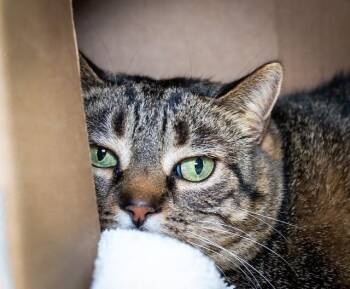 BEBE -  Domestic Short Hair Cat for Adoption in Boston, Massachusetts - BEBE | PetCurious