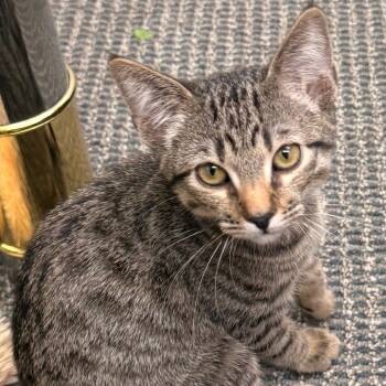 Pusheen -  Domestic Short Hair Cat for Adoption in Los Angeles, California - Pusheen | PetCurious