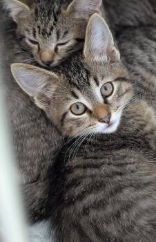 Rescue Domestic Short Hair Cats for Adoption in Mount Vernon, Ohio - Joan Jett | PetCurious