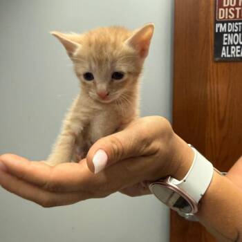 Nuka 3401 -  Domestic Short Hair Cat for Adoption in Columbus, Georgia - Nuka 3401 | PetCurious