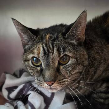 Miss Forcible -  Domestic Short Hair Cat for Adoption in Council Bluffs, Iowa - Miss Forcible | PetCurious