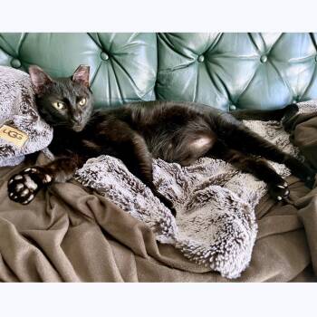 Faulkner -  Domestic Short Hair Cat for Adoption in Austin, Texas - Faulkner | PetCurious
