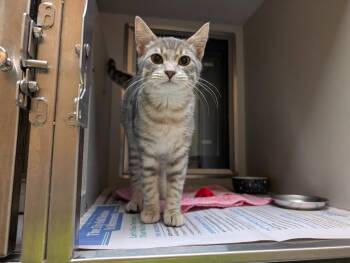 Biggie -  Domestic Short Hair Cat for Adoption in Rowlett, Texas - Biggie | PetCurious