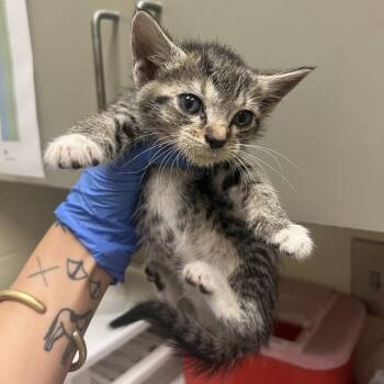 Aspen -  Domestic Short Hair Cat for Adoption in Columbus, Georgia - Aspen | PetCurious