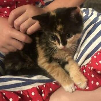 Alex -  Domestic Short Hair Cat for Adoption in Medina, Ohio - Alex | PetCurious